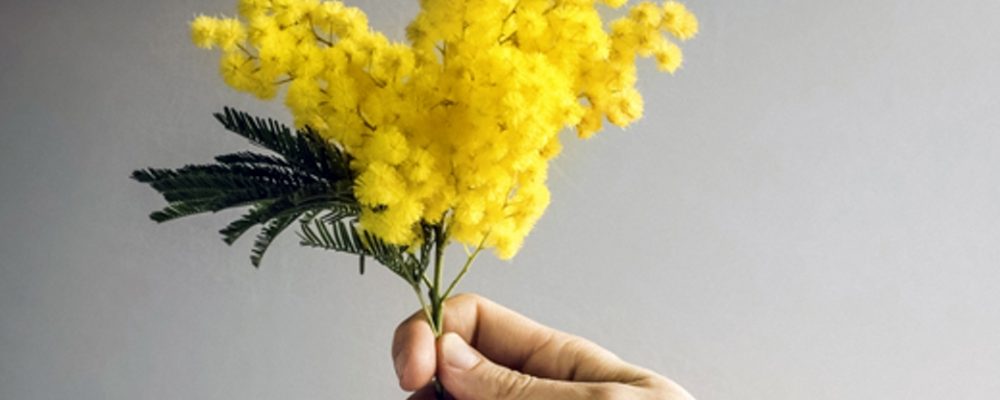 La Mimosa e la Festa della Donna: Storia e Significato di un Simbolo