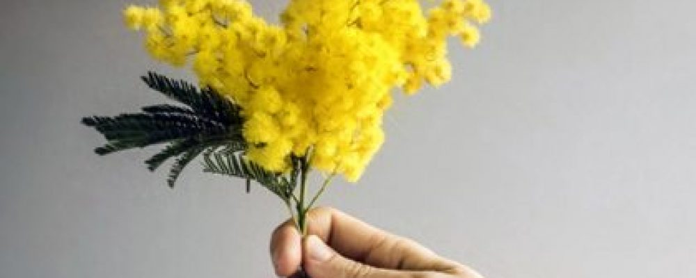 Perchè le mimose sono il simbolo della Festa della Donna